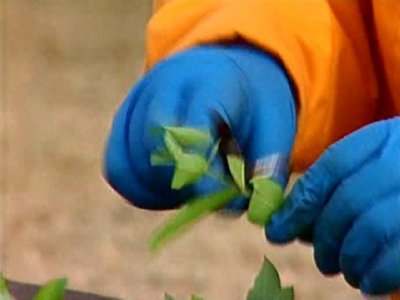 PLANTAS 02  LABRANZA